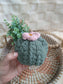 Puff Cactus