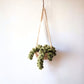 Crocheted Sedum Tail Succulent Car Hanger